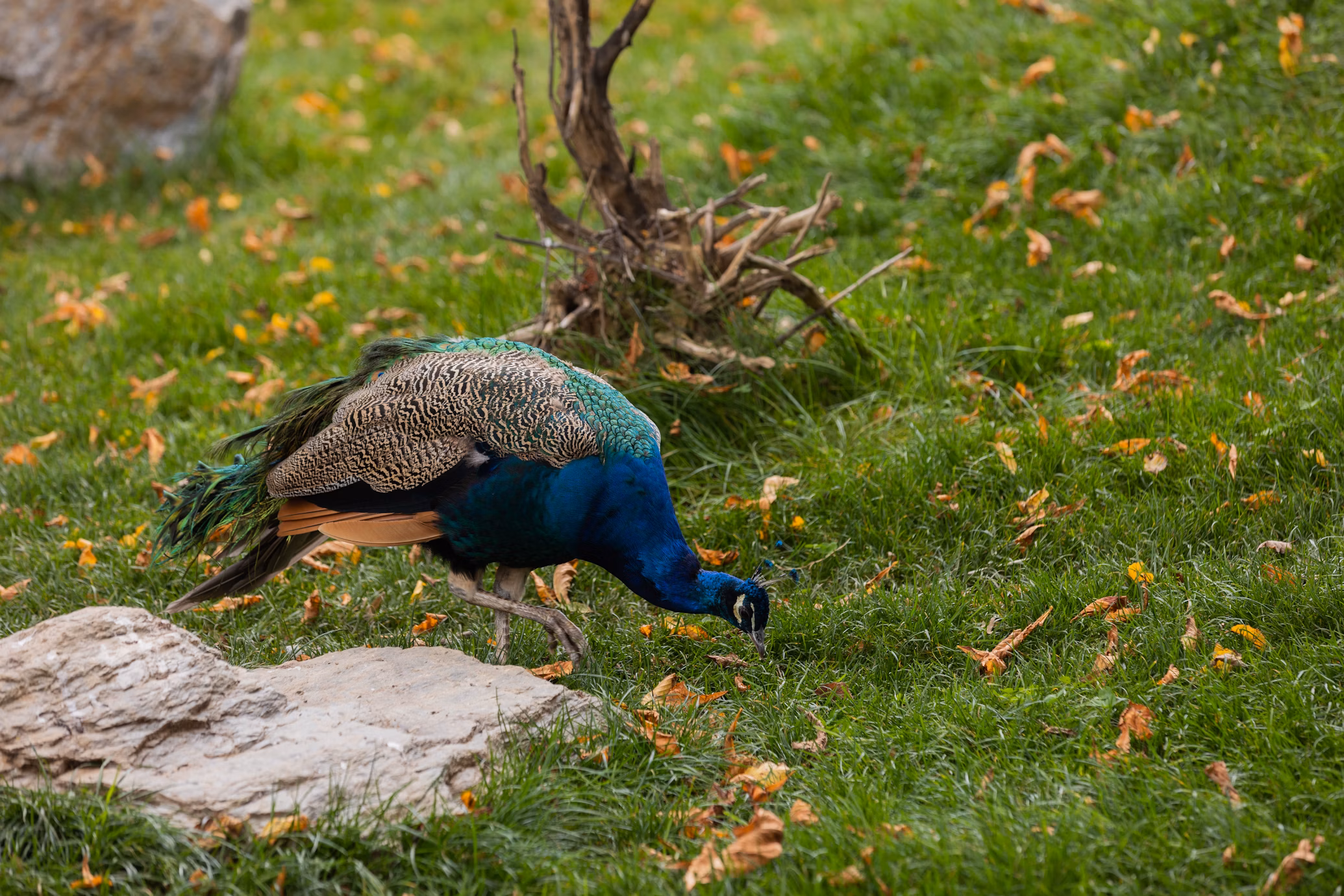 Indian Peacock