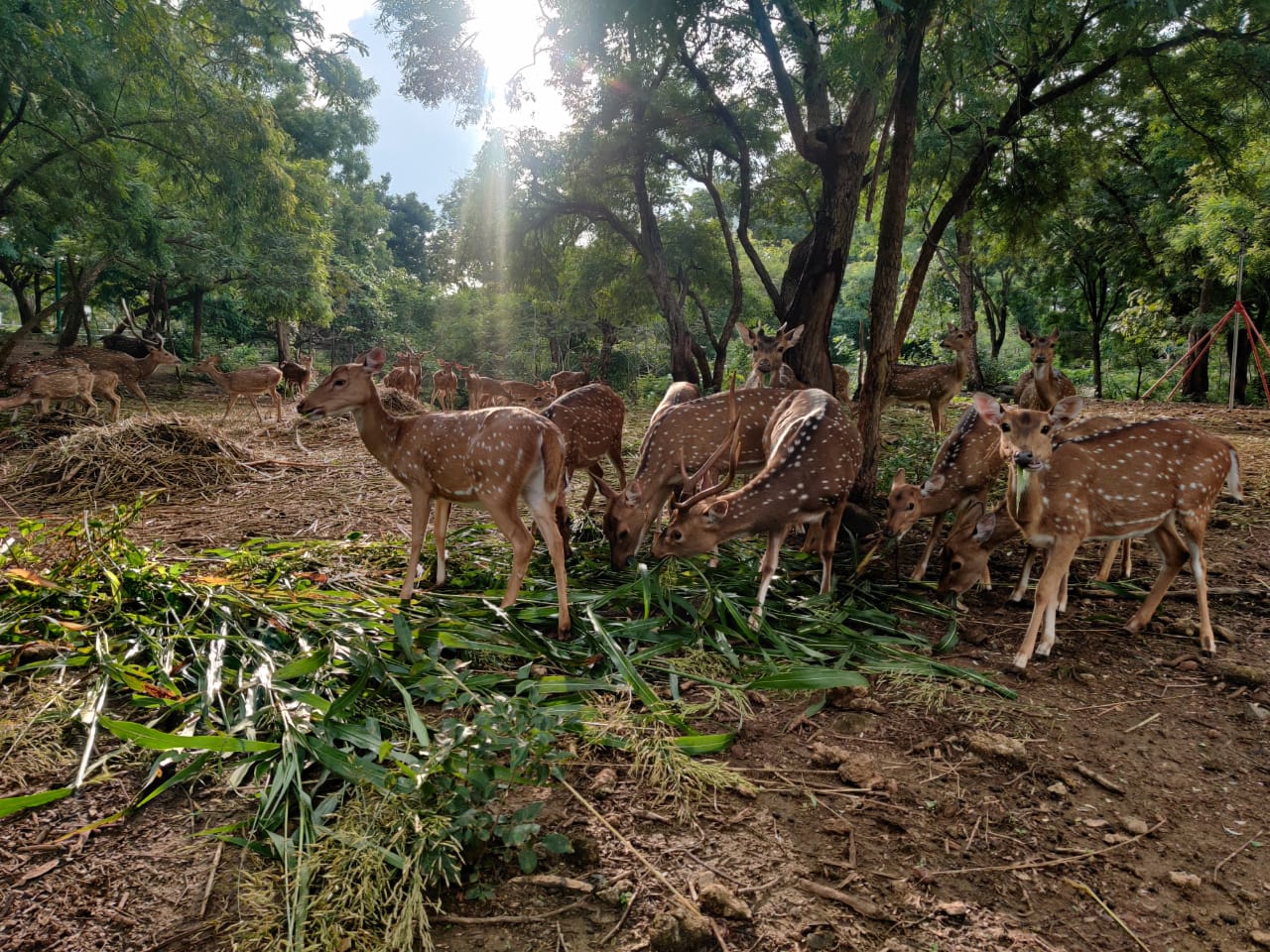 Zoo Mission