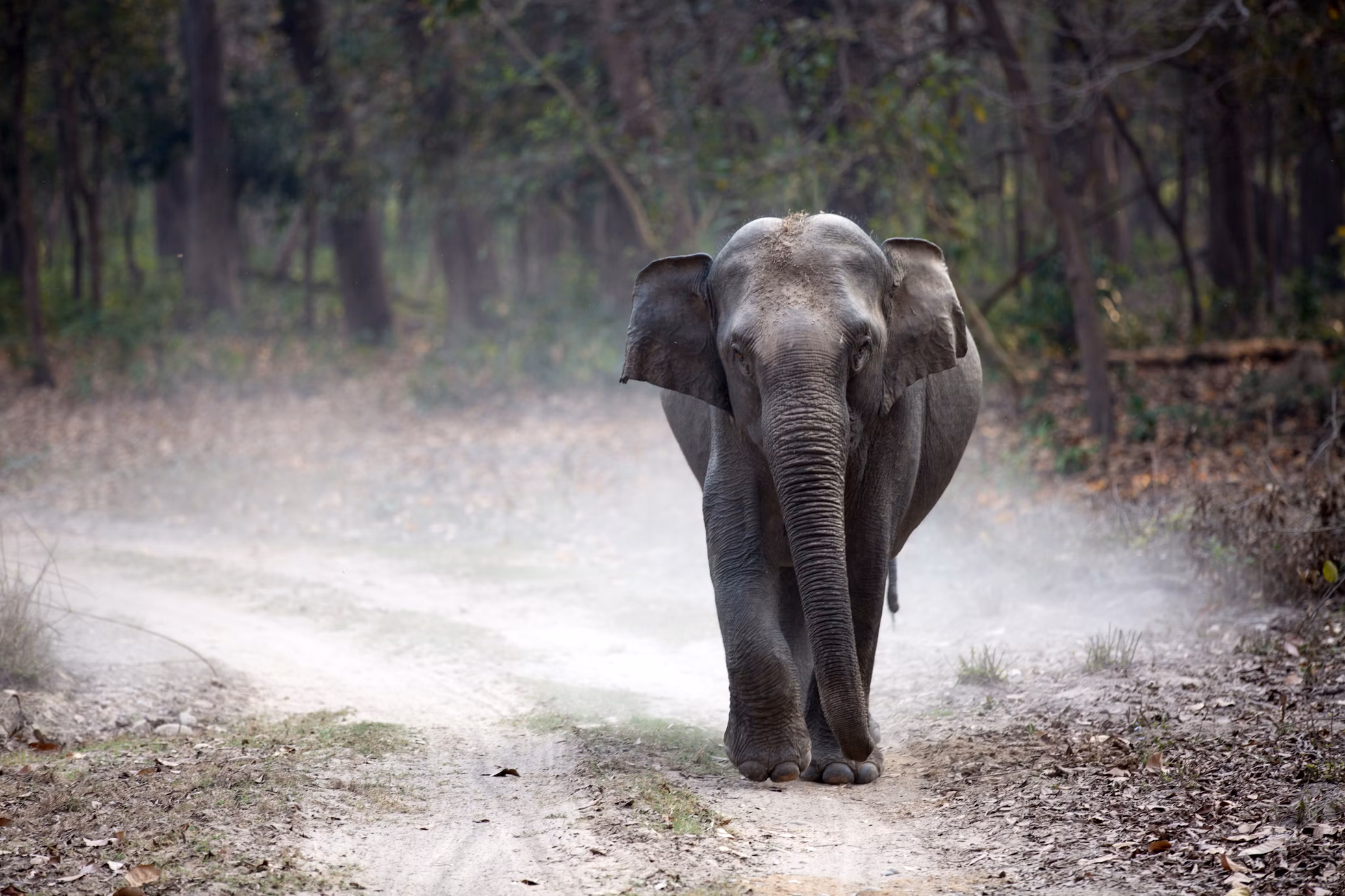 Asian Elephant