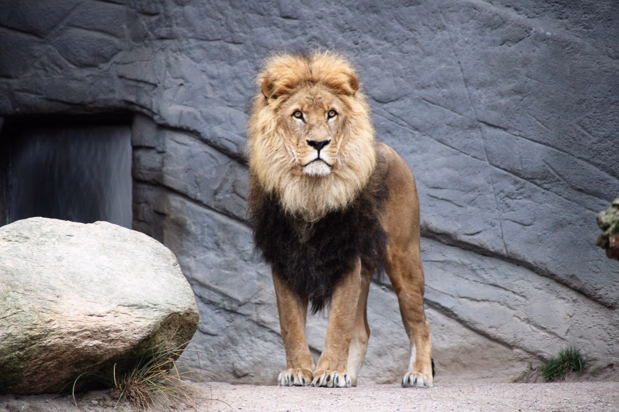 Asiatic Lion